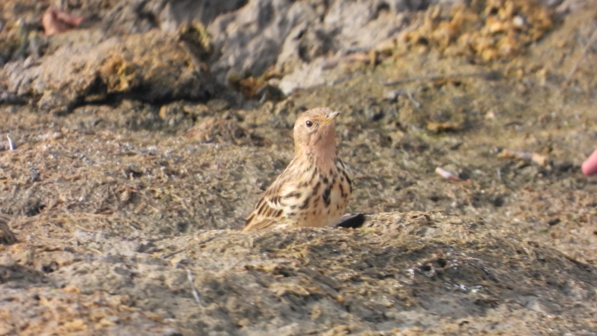 Red-throated Pipit - ML217533561