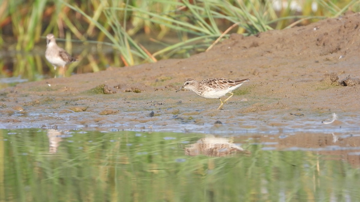 Long-toed Stint - ML217533791