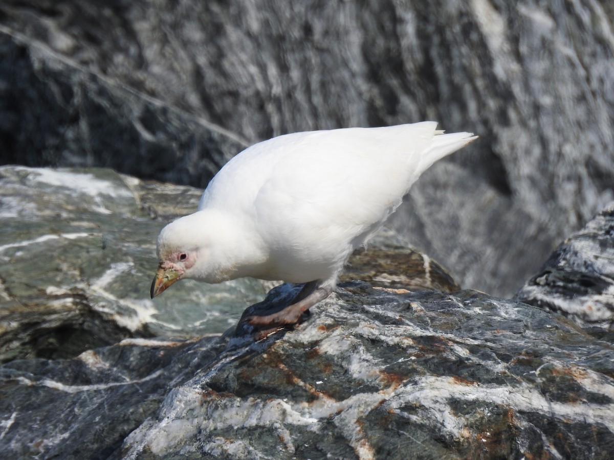 Snowy Sheathbill - ML217534281