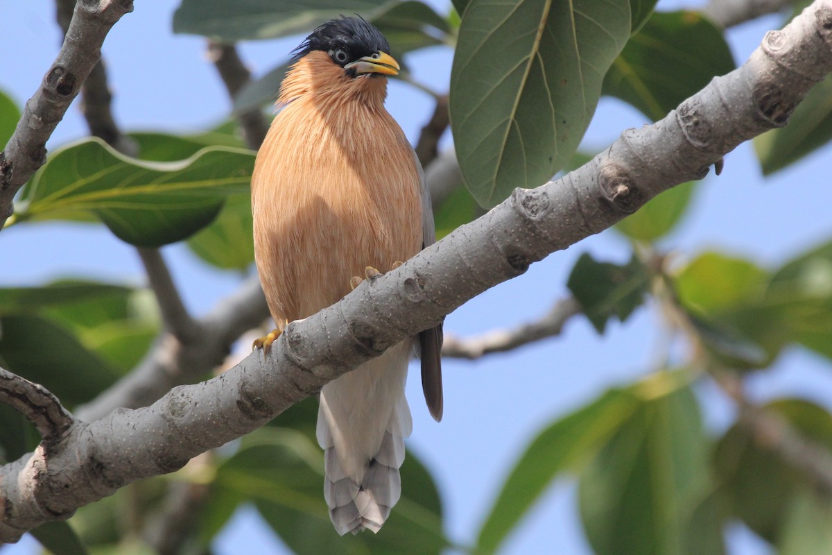 Brahminy Starling - VAibhAV Patil