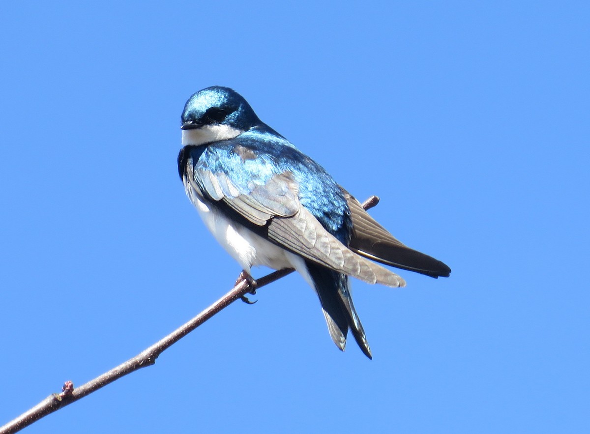 Tree Swallow - Elsie Ferrenberg