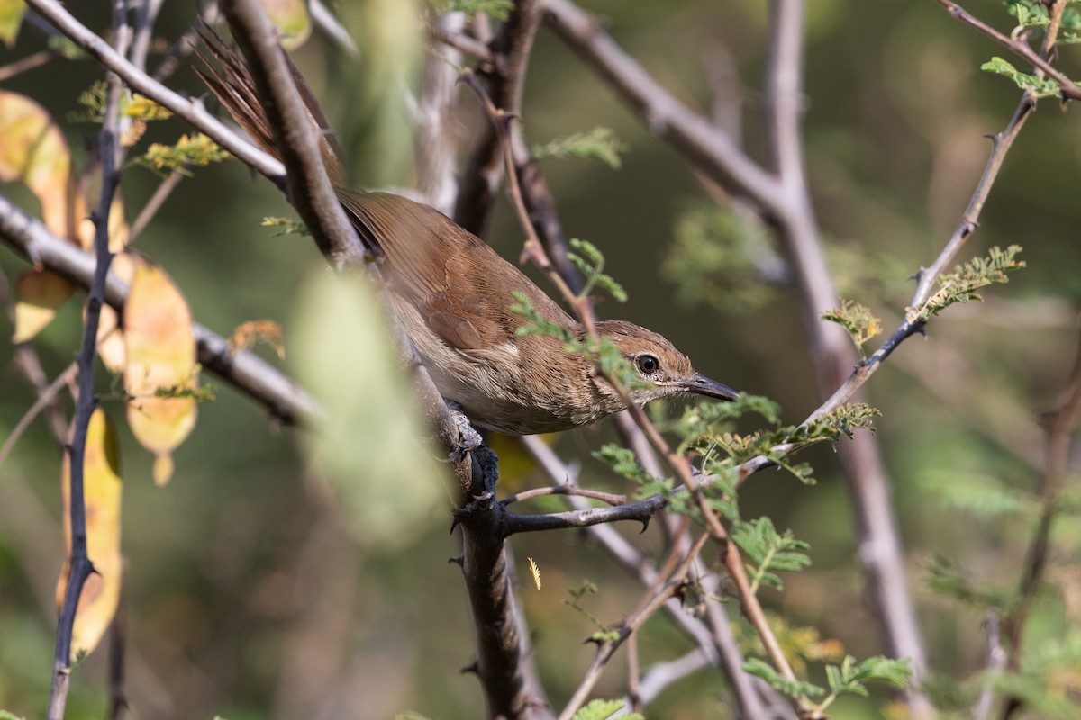 Northern Brownbul - ML217535781