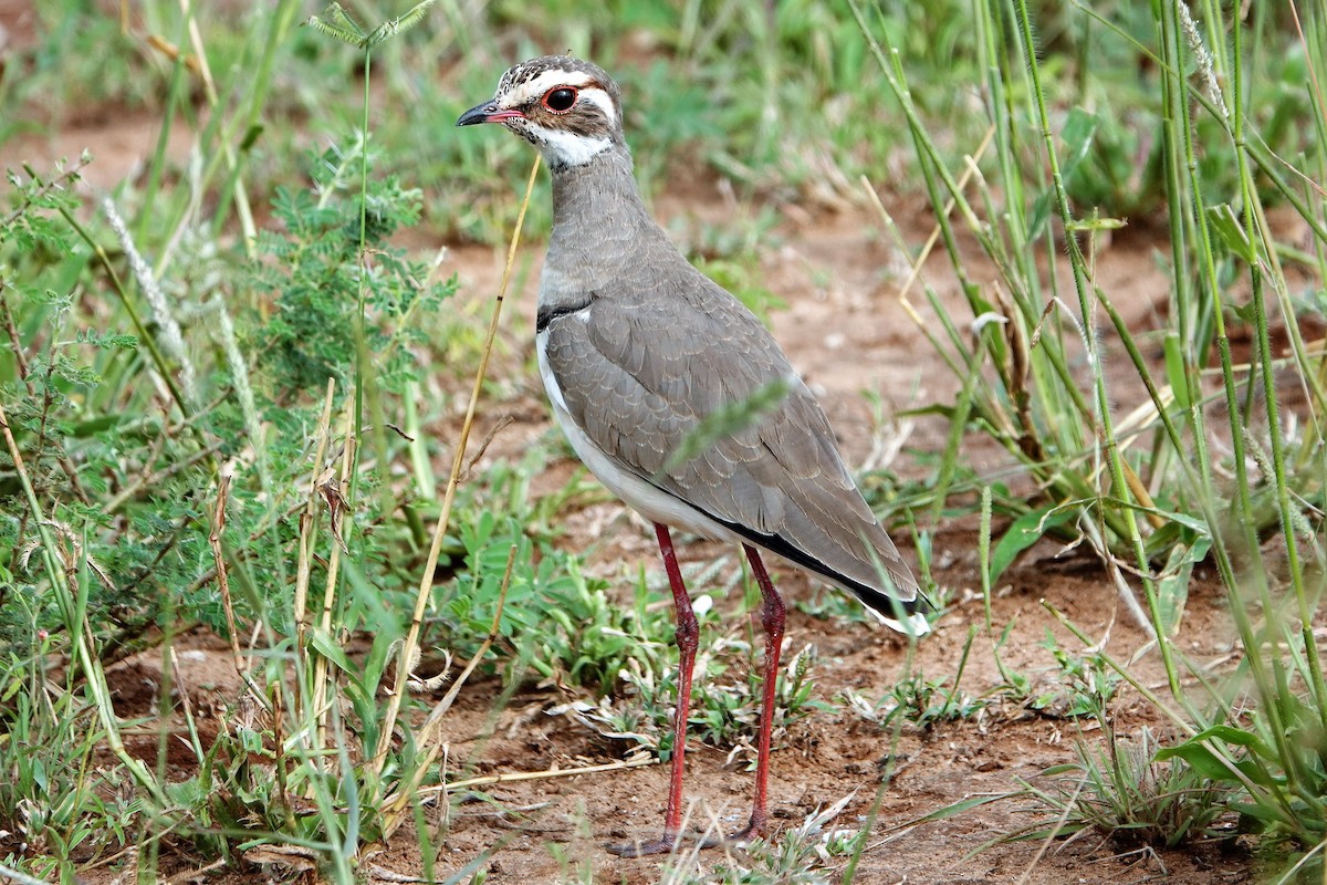 Bronze-winged Courser - Karen Thompson