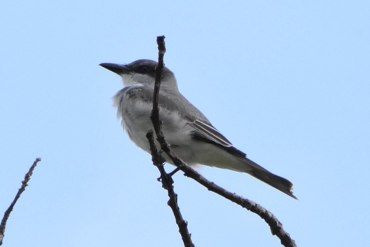 Gray Kingbird - ML217535901