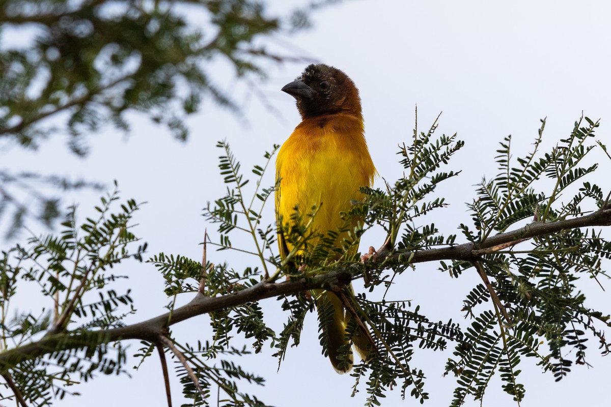 Salvadori's Weaver - ML217536001