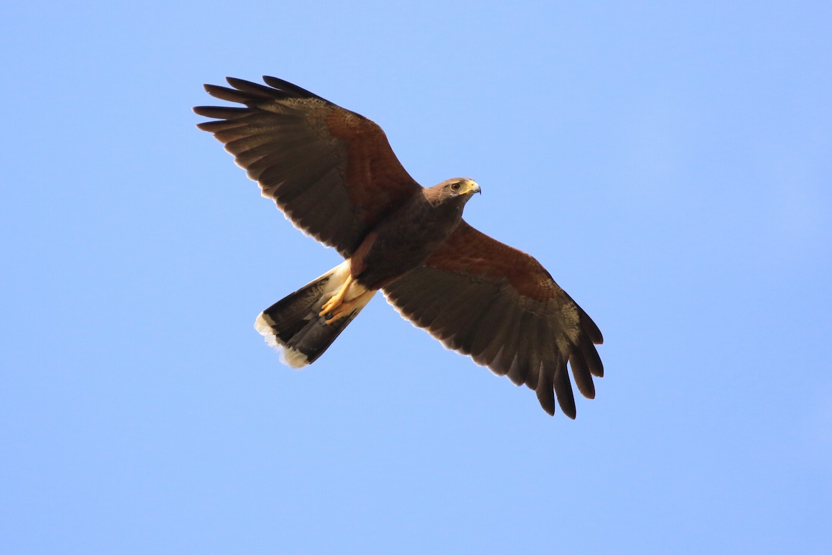 Harris's Hawk - Denis Tétreault
