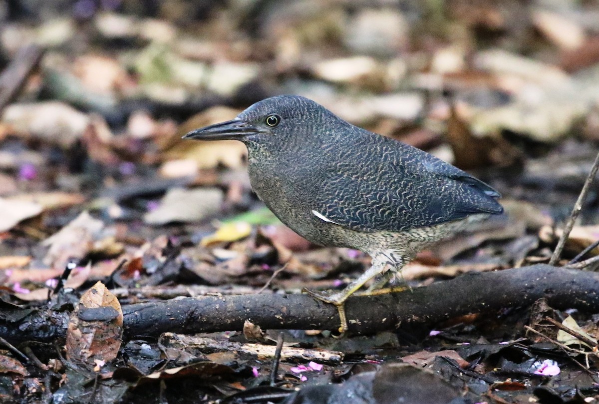 Zigzag Heron - Richard Greenhalgh