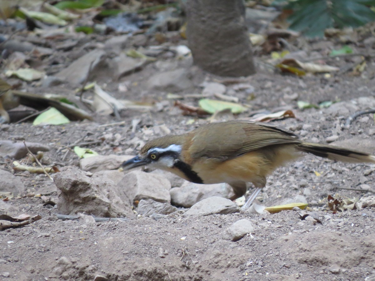 Lesser Necklaced Laughingthrush - Pat McKay