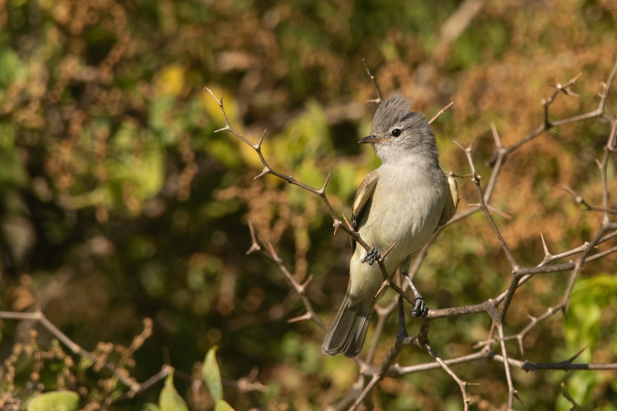 Southern Beardless-Tyrannulet - ML217538881