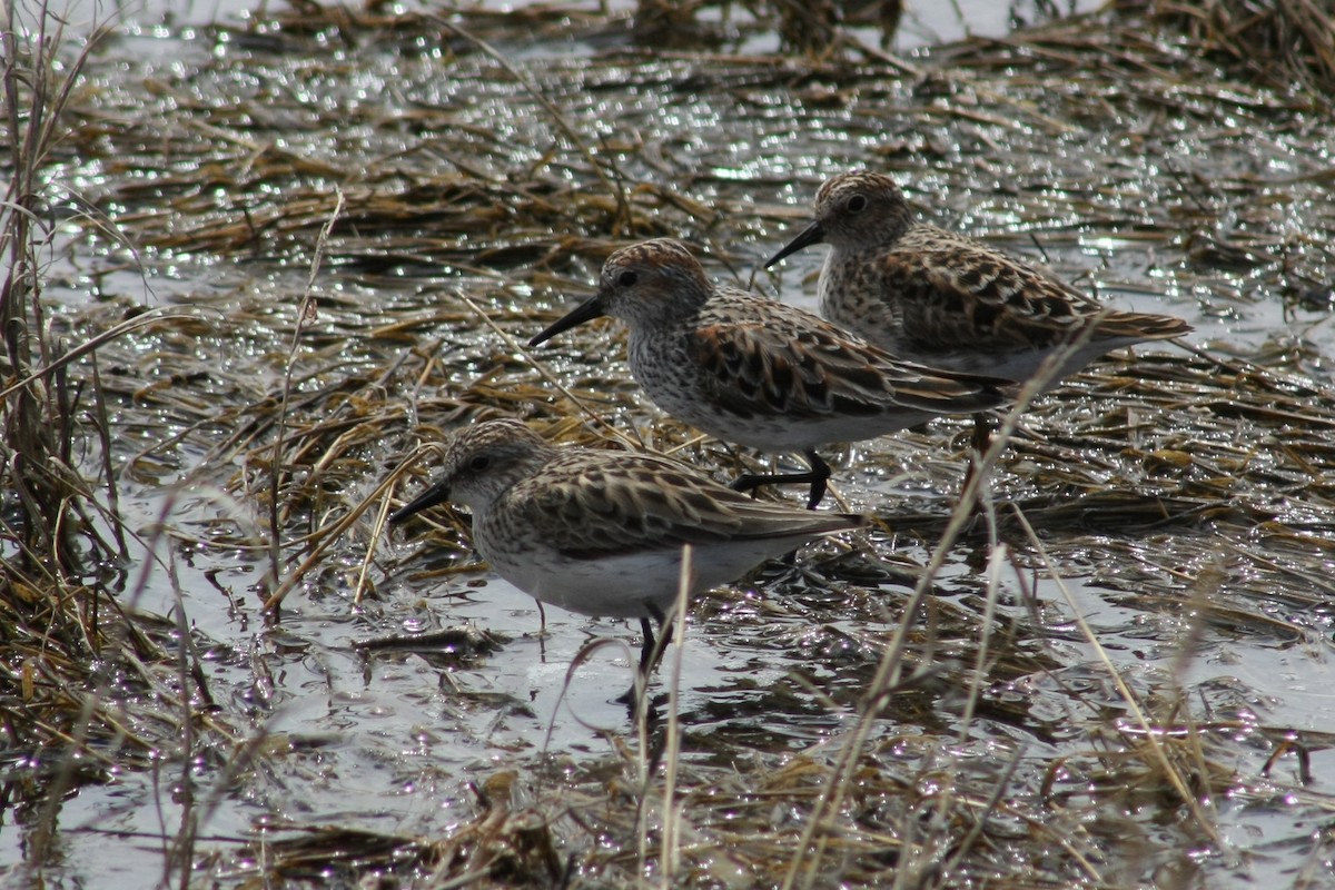 Semipalmated Sandpiper - ML21754241