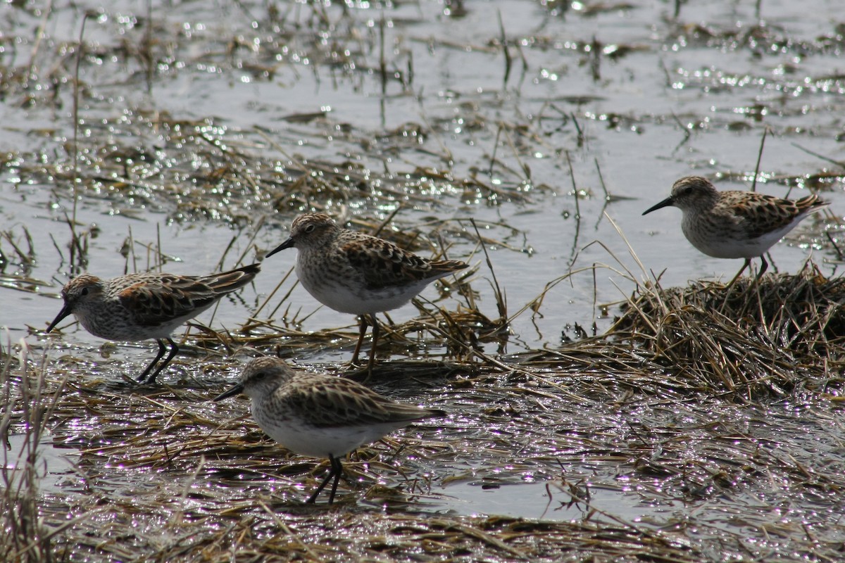 Semipalmated Sandpiper - ML21754261