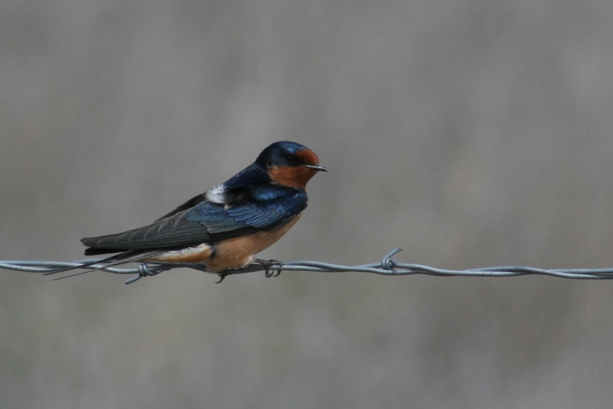 Barn Swallow - ML21754301