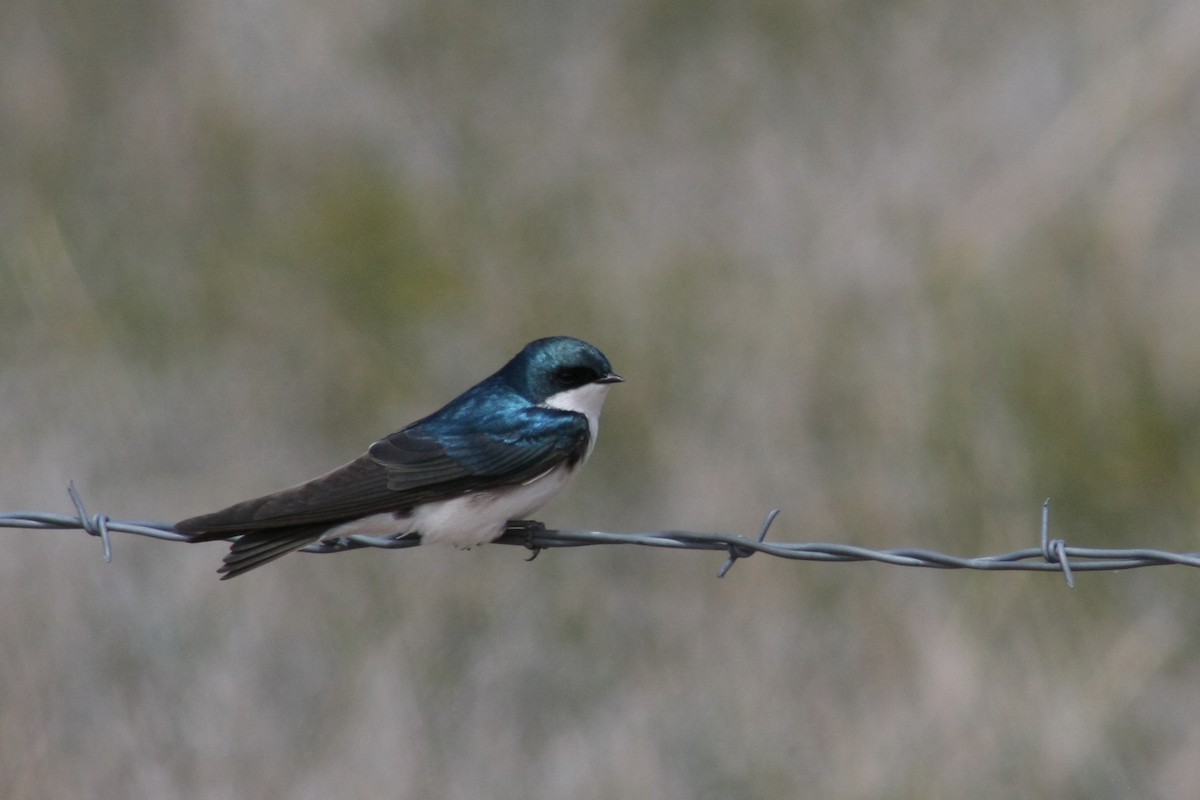 Golondrina Bicolor - ML21754321