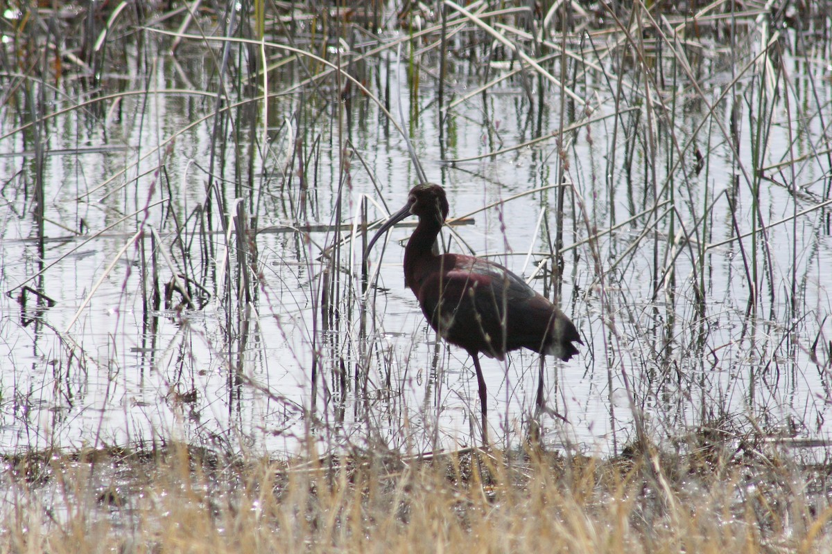 White-faced Ibis - ML21754351