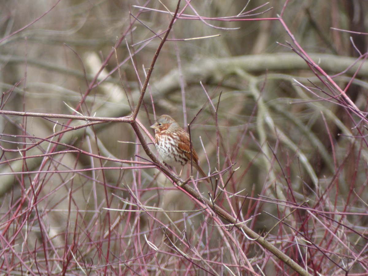 Fox Sparrow - ML217545771