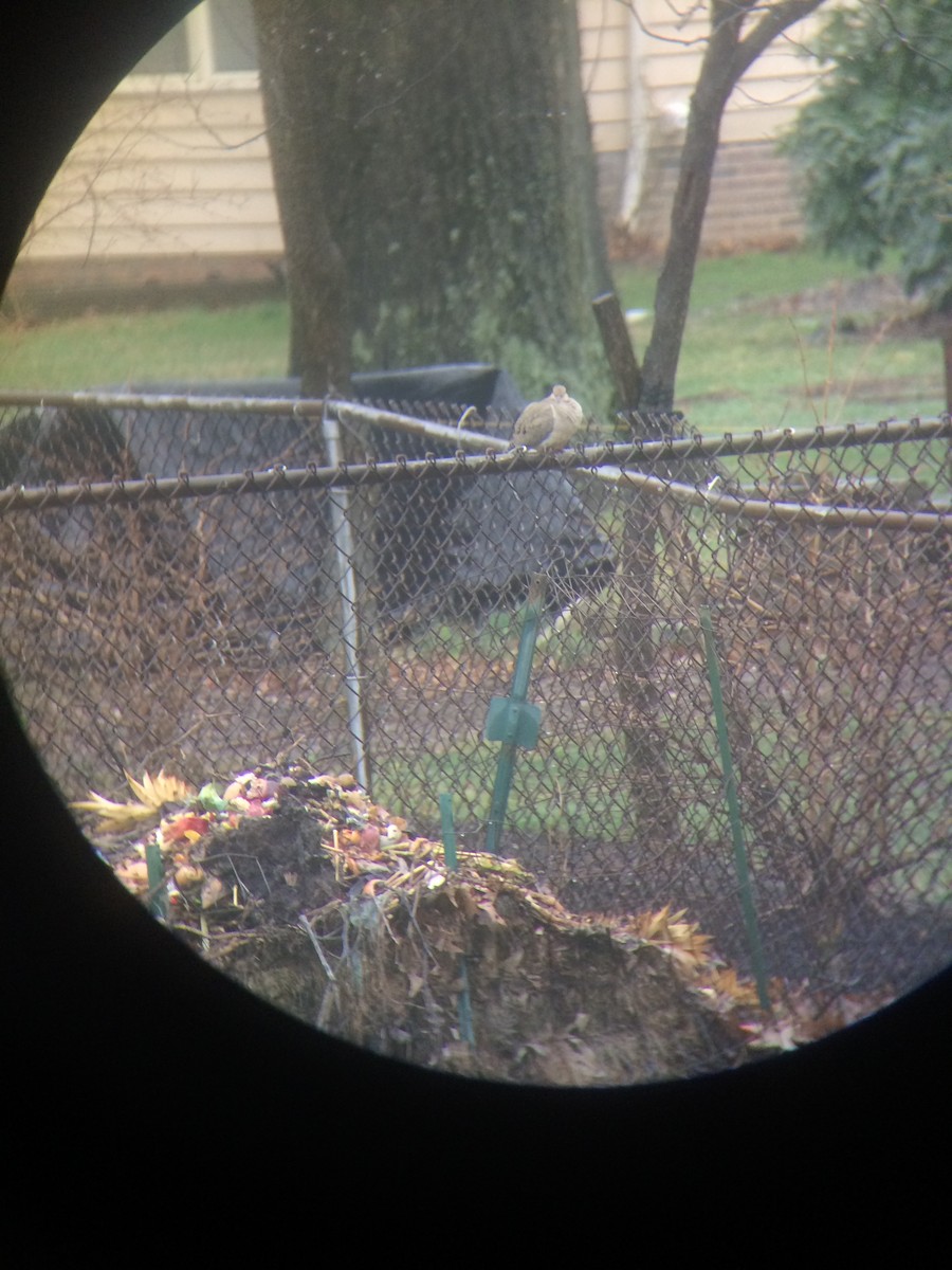 Mourning Dove - ML217546031