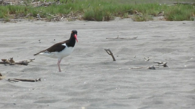 American Oystercatcher - ML217547761