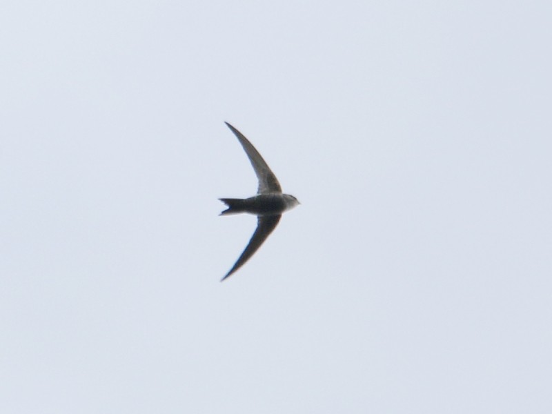 Blyth's Swift - ML217547851