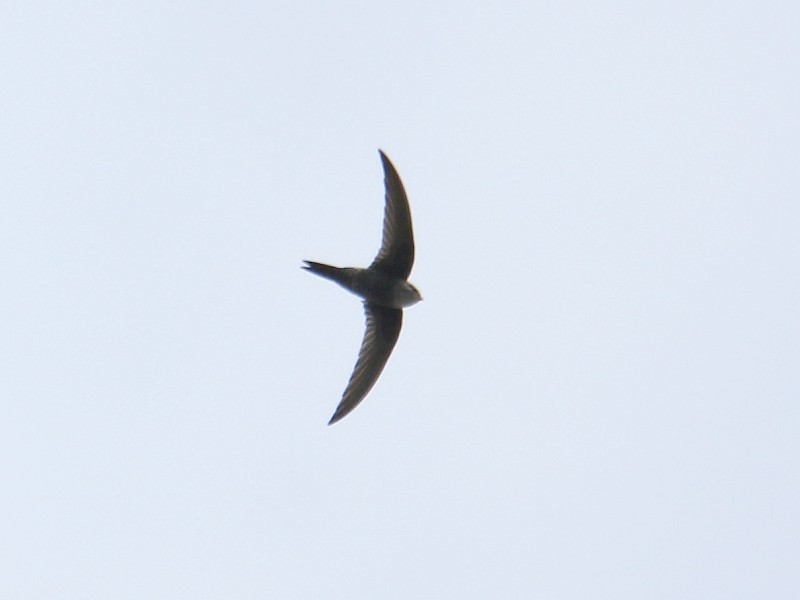 Blyth's Swift - ML217547861