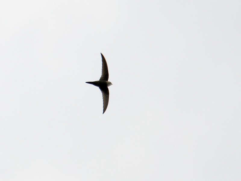 Blyth's Swift - ML217547871