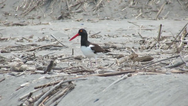 American Oystercatcher - ML217548381