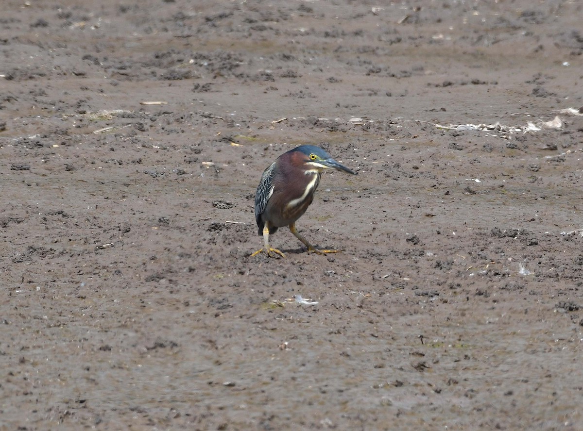 Green Heron - ML217550201