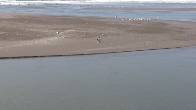 American Oystercatcher - ML217550541