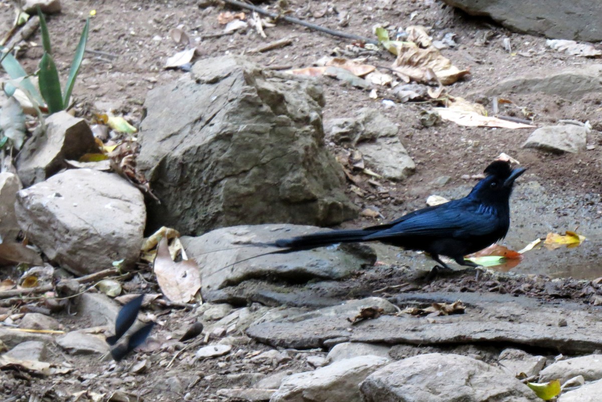 Greater Racket-tailed Drongo - ML217550651