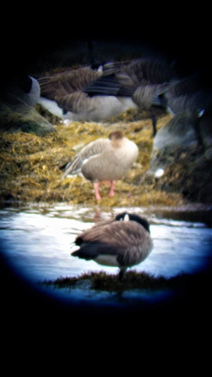 Pink-footed Goose - ML217550851