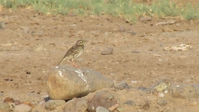 Peruvian Pipit - ML217552491