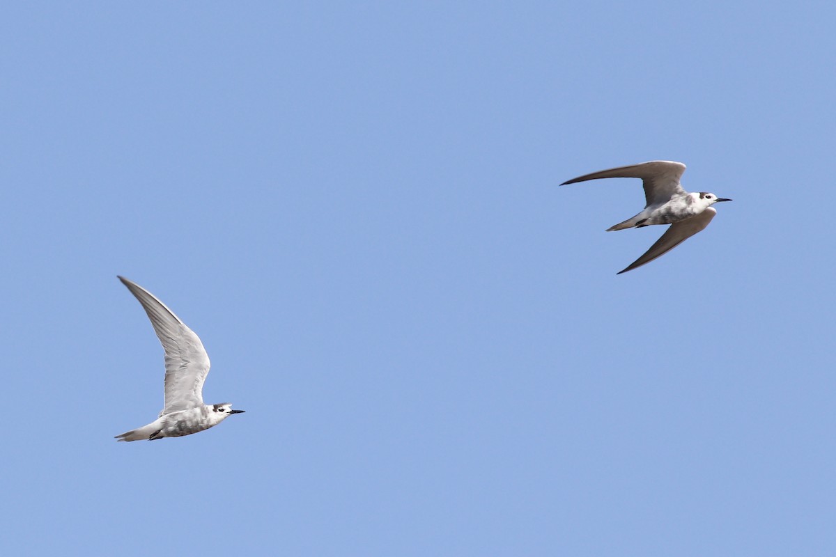 Black Tern (Eurasian) - ML217558401