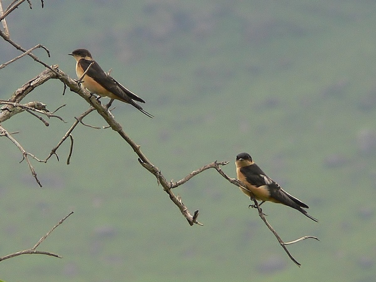 Golondrina Gorjirroja - ML217559011