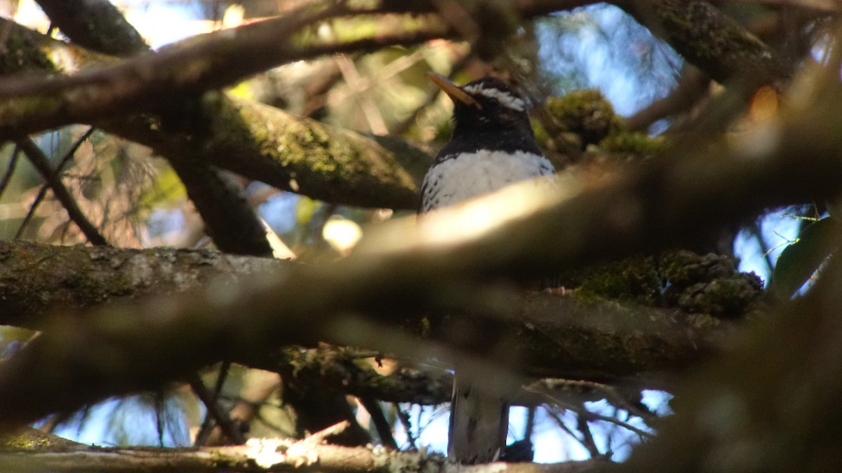 Pied Thrush - ML217560251