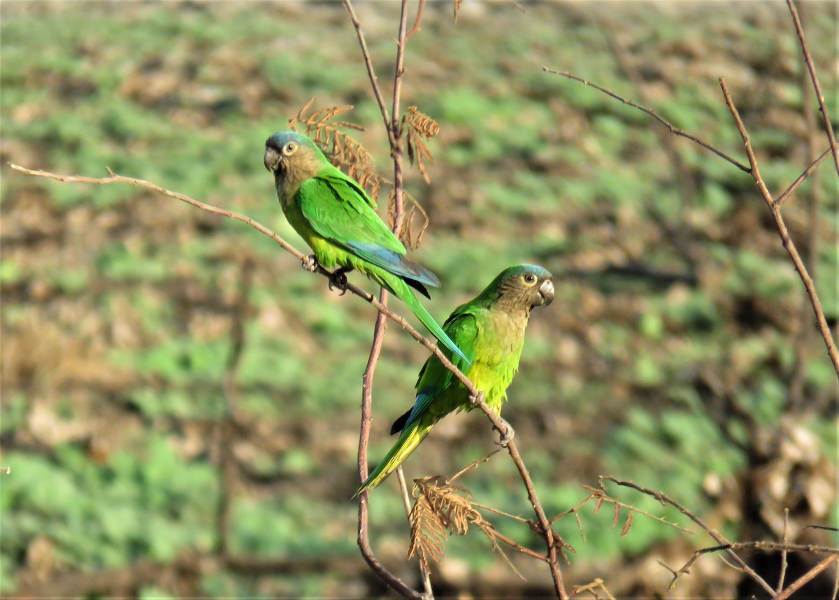 Brown-throated Parakeet - ML217560471