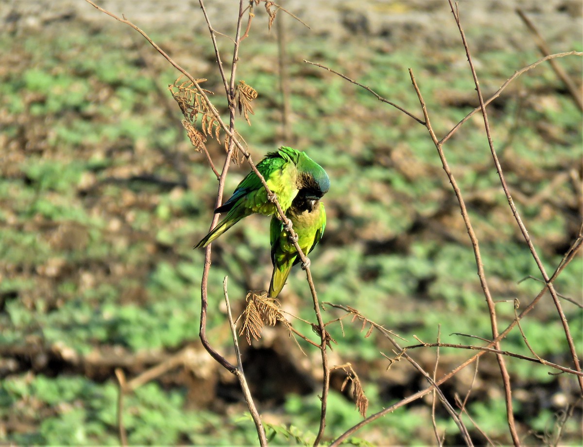 Brown-throated Parakeet - ML217560601