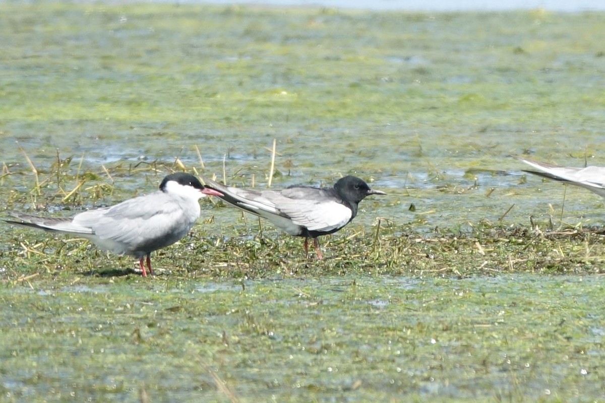 rybák bělokřídlý - ML217561301