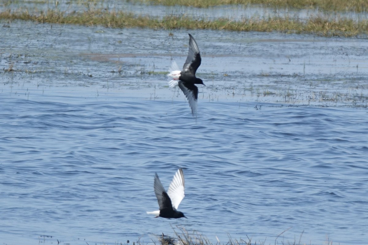 rybák bělokřídlý - ML217561321