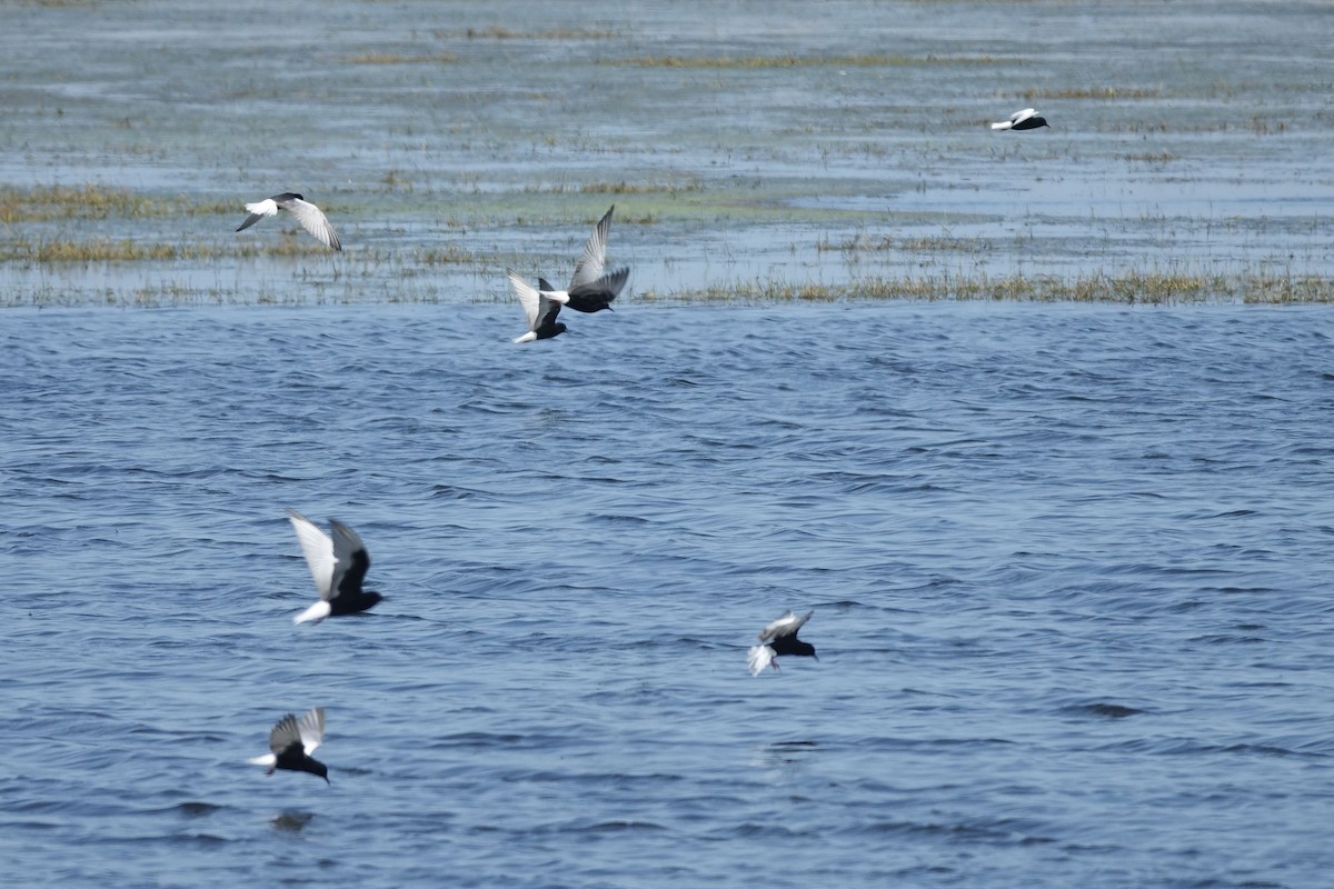 rybák bělokřídlý - ML217561331