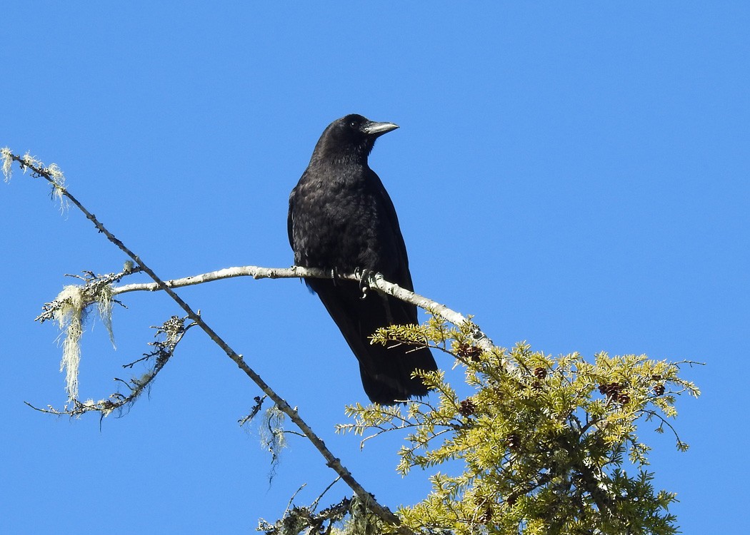 American Crow - ML217561341