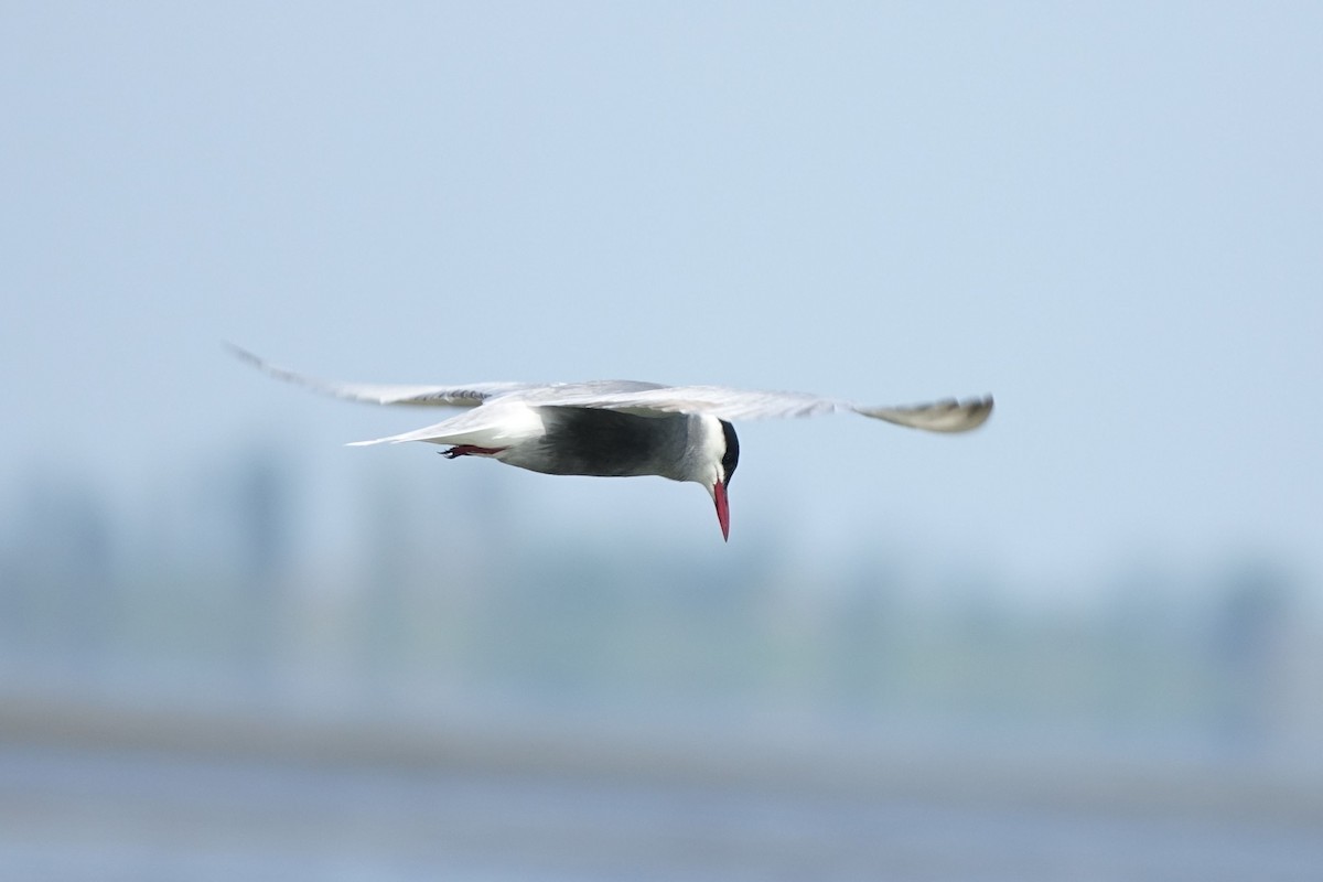 Whiskered Tern - ML217561391