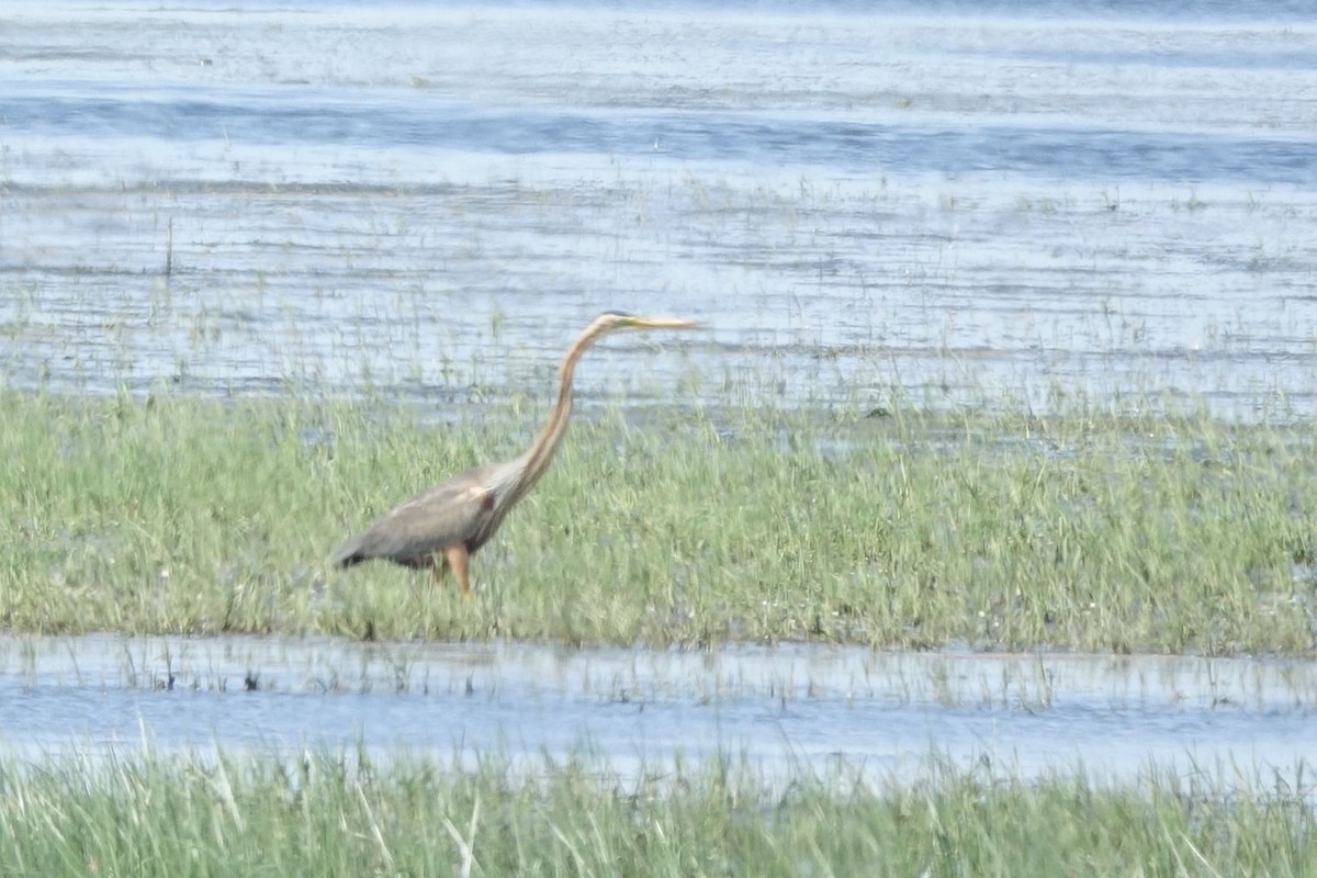 Purple Heron - ML217561441