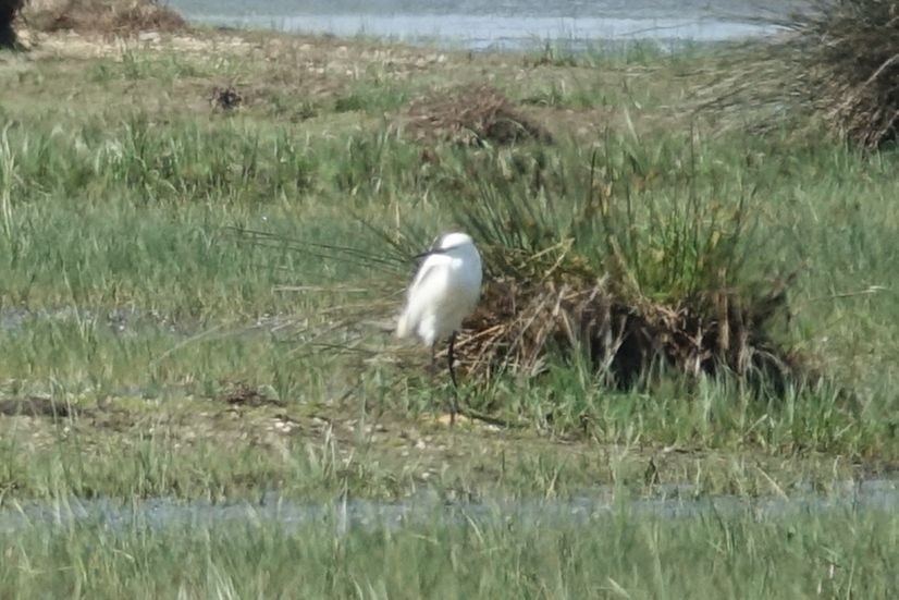 Хурган дэглий - ML217561531