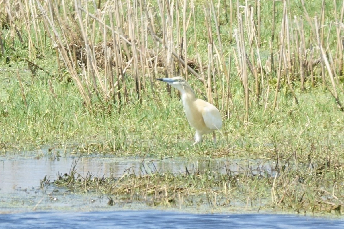 Squacco Heron - ML217561571