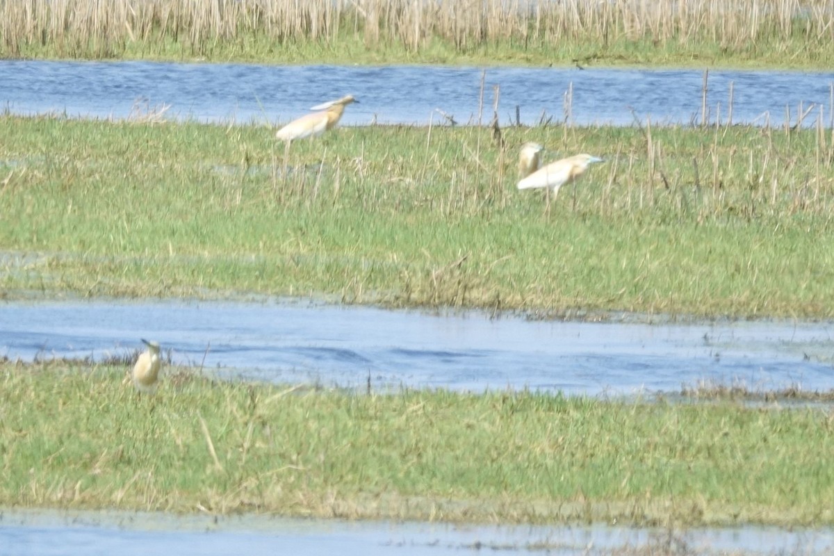 Squacco Heron - ML217561581