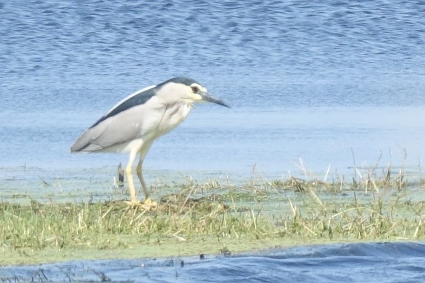 Black-crowned Night Heron - ML217561631