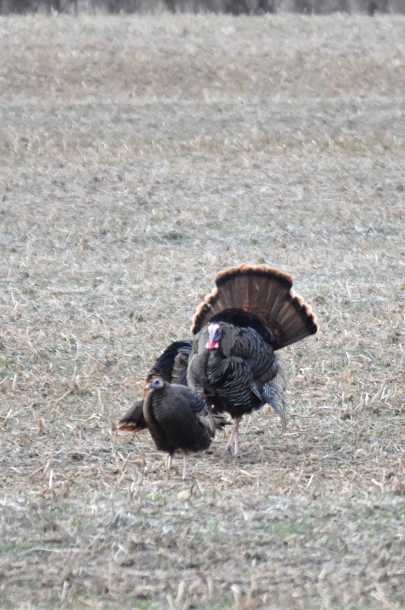 Wild Turkey - ML217564861