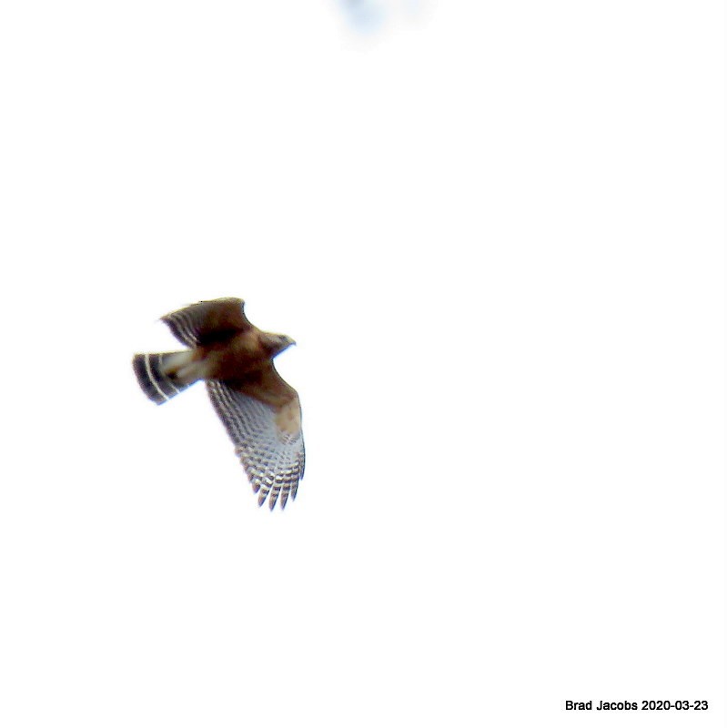 Red-shouldered Hawk - ML217566671