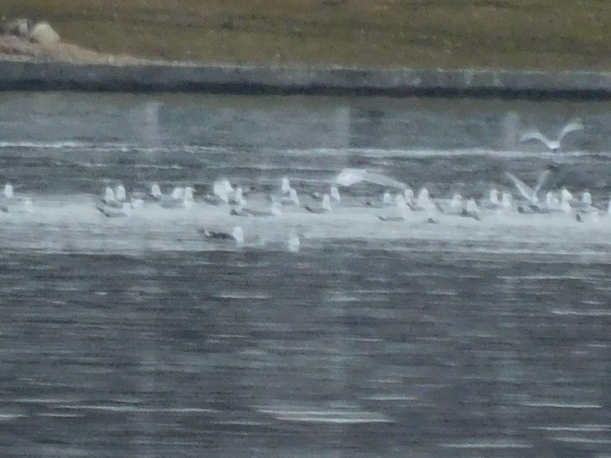 Lesser Black-backed Gull - ML217567951