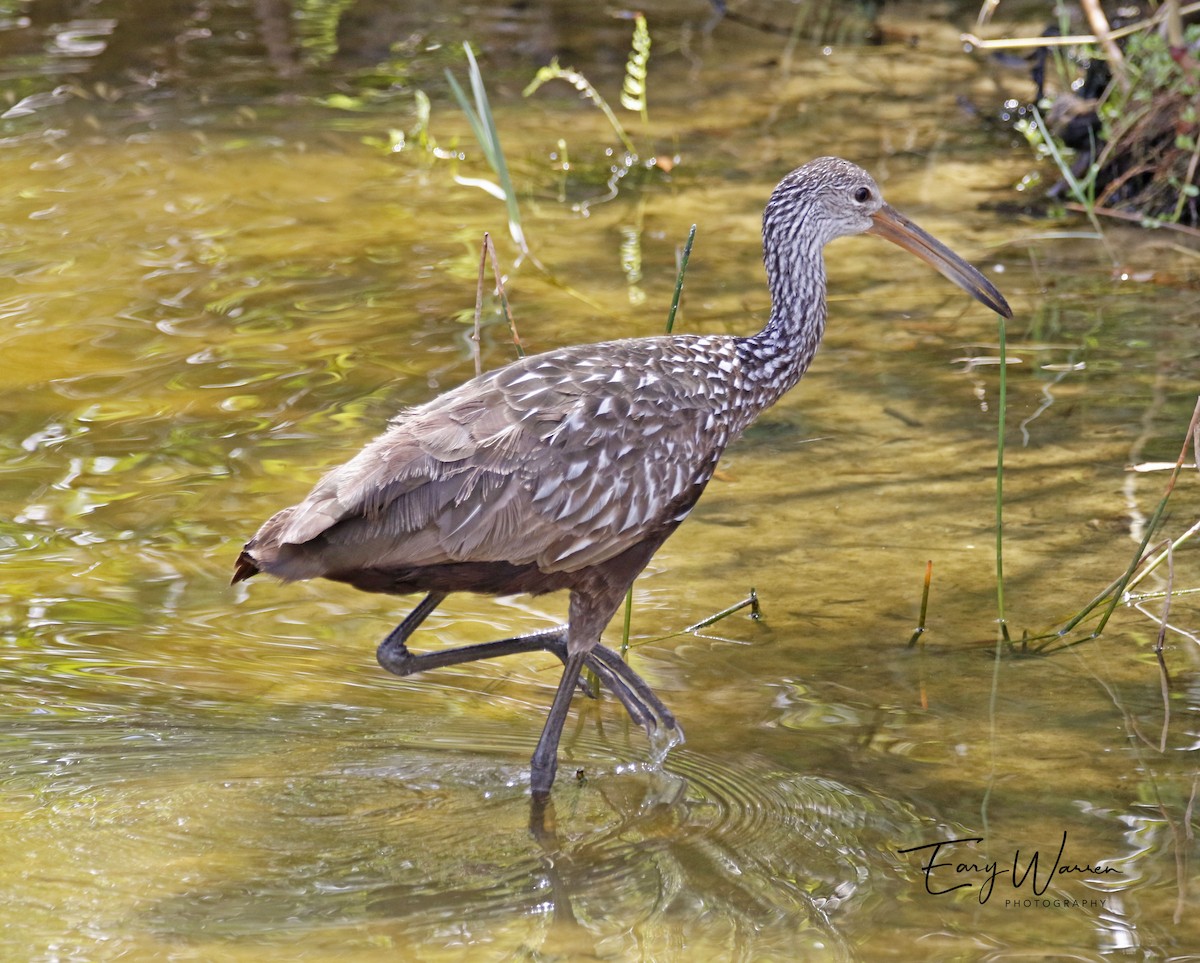 Limpkin - Eary Warren