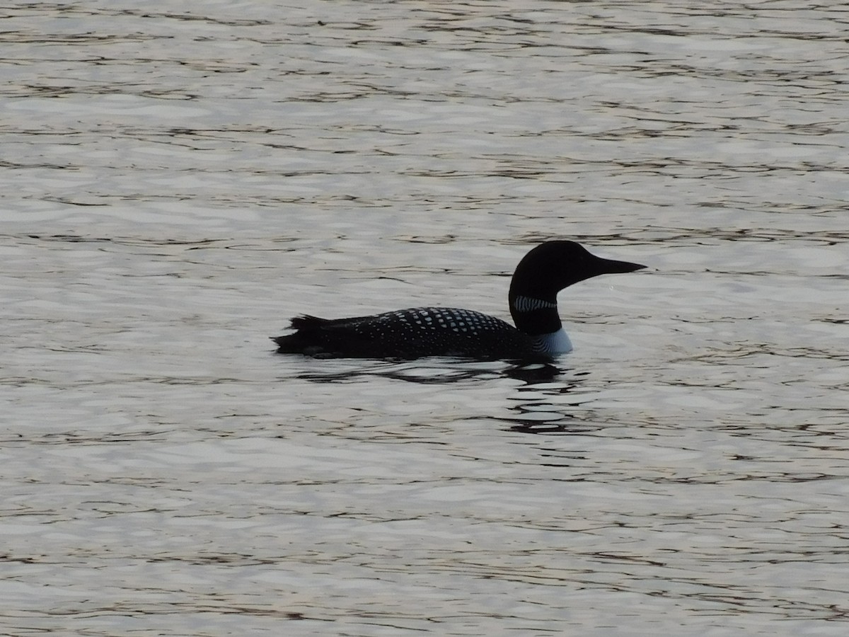 Common Loon - ML217568971